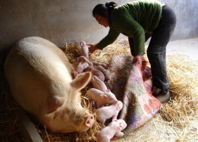 我国养着全球一半的猪，却吃着40一斤的猪肉，钱被谁赚了？
