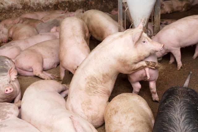 疫情扰动生猪市场：2020年生猪出栏量不超过4亿头，同比减少25%