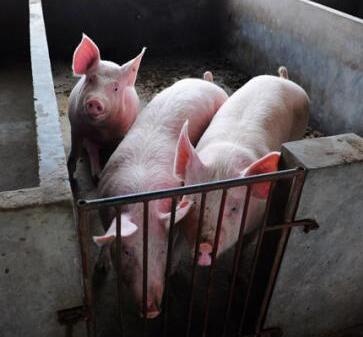 海南加快恢复生猪生产 预计年底新增产能231万头