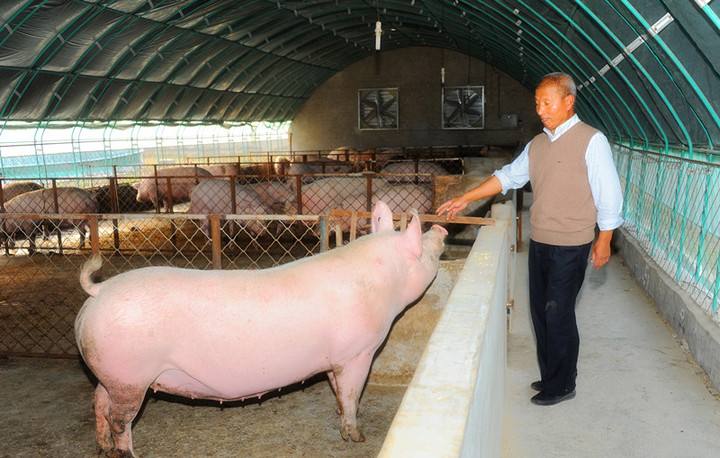 傲农生物股权激励“养猪干部” 判断猪价高景气行情或持续3年