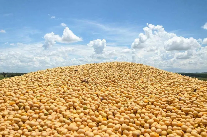 2月16日全国豆粕价格行情表，运费成本上增加，部分地区豆粕价格明显上涨！