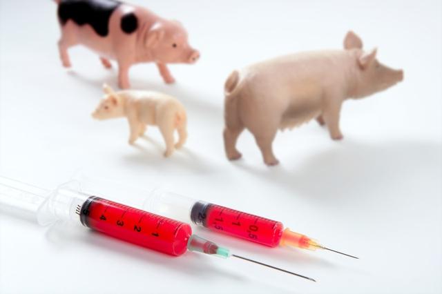 疫苗与猪