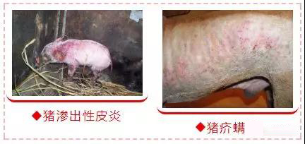 主要症状