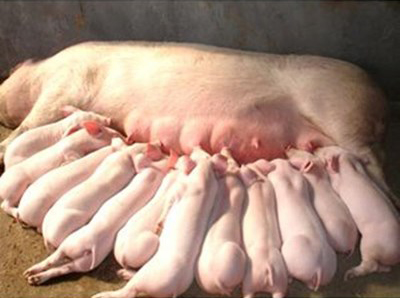 每头母猪每年生产30头断奶仔猪如何做到?