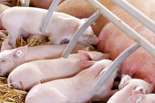 猪病防治：猪无乳及泌乳分泌不足的治疗