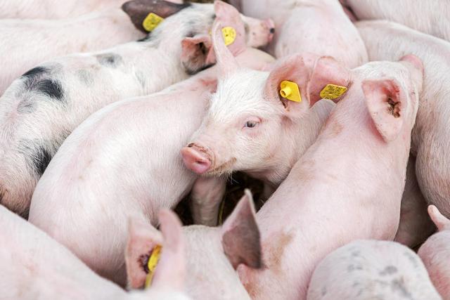以猪传染性胃肠炎为例谈猪冠状病毒病诊断与防治