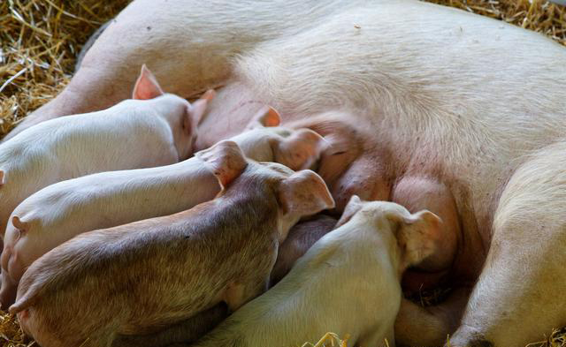 母猪分娩前都有哪些征兆？母猪分娩多长时间正常？