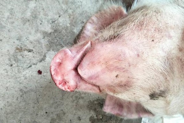 猪只身体各个部位出血是怎么回事？该如何预防和治疗？