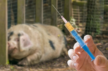 猪打疫苗