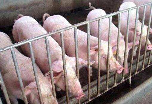 海南临高：本土企业五家养猪场复产 今年首批饲养生猪1.7万头