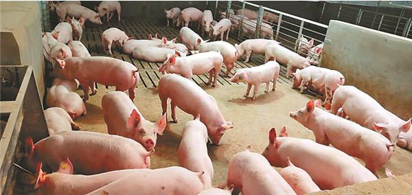 年出栏生猪500头以上有补贴！双胞胎、龙大肉食、牧原重金扩大养猪版图！