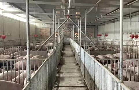 成都崇州市：保障猪肉产品供应 全力恢复生猪生产