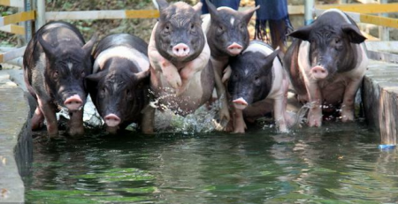 2月21日全国生猪价格土杂猪报价表，东北土杂猪全线上涨，浙江土杂猪价格暴涨