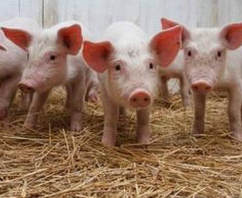 养猪上市公司：疫情助推下，养殖巨头更加疯狂！