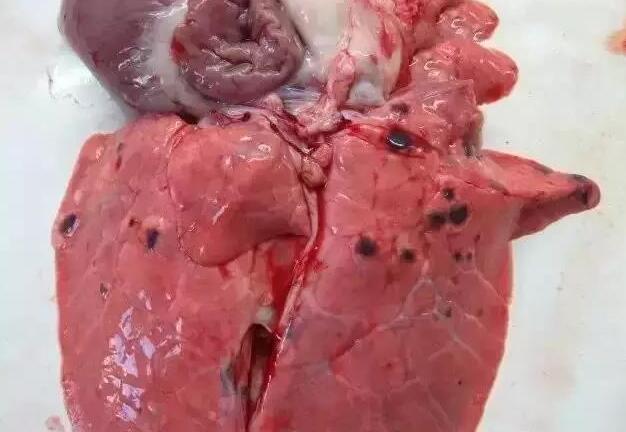 67猪常见的肺部大体病变给临床兽医的启发