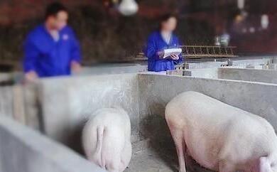 母猪