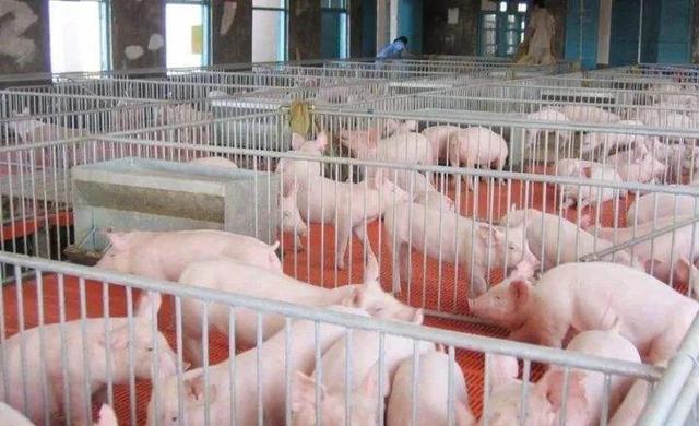学会这3项春季猪群的饲养管理方法，让你的猪场不再发病