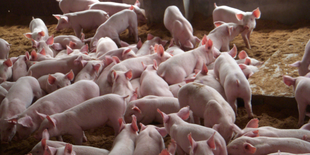 为全力保障 “菜篮子”供应，陕西省通过多项措施恢复生猪生产