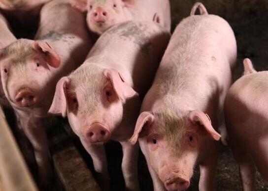 2月22日全国生猪价格土杂猪报价表，今日土杂猪价格较之昨日持续下跌走势！