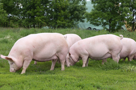 保证猪场稳定高效运营的秘诀！如何做好后备母猪驯化？