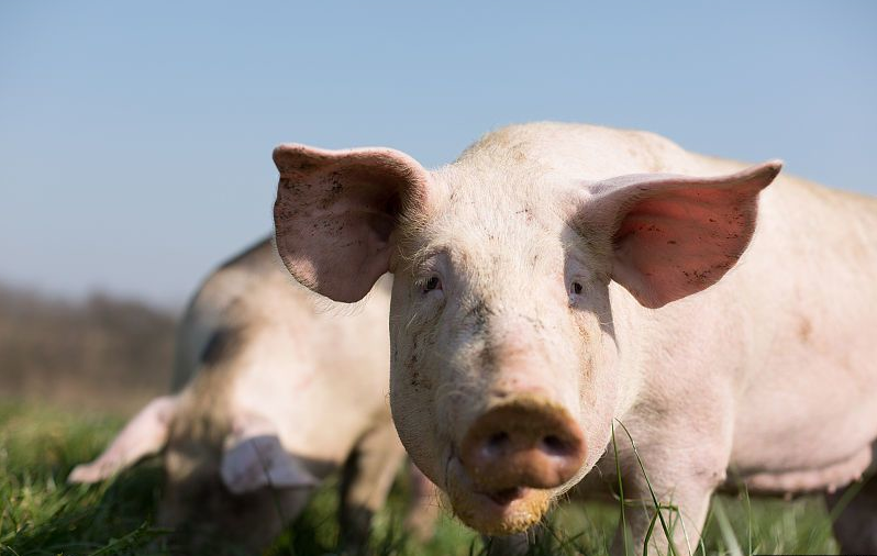 山西省力争2020年出栏生猪800万头