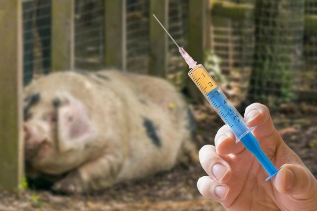 猪打疫苗