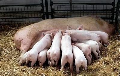 产仔多的母猪后代也产仔多吗？如何才能让母猪多产仔？