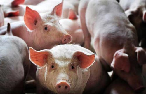 农村养猪，猪场环境对养猪有什么什么影响，要如何控制？