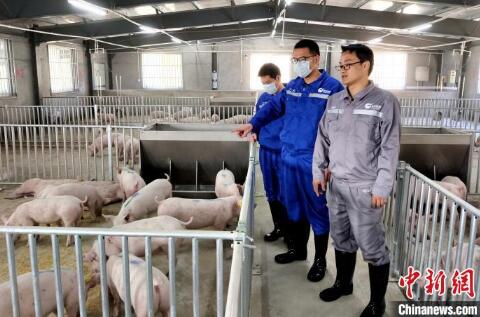 海关驻场兽医官开展进境种猪健康状况日常巡查工作。