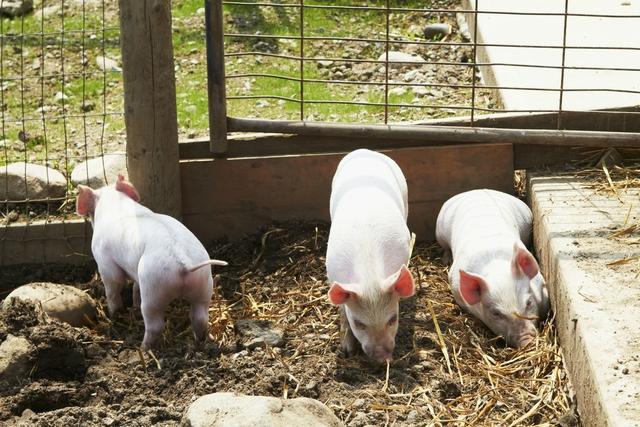 如何让母猪多产仔？做好后备猪的饲养管理是有效途径