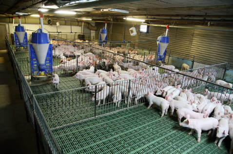 乐山奕嘉怡农业与正邦集团展开合作，一个丘区县的百万生猪蓝图