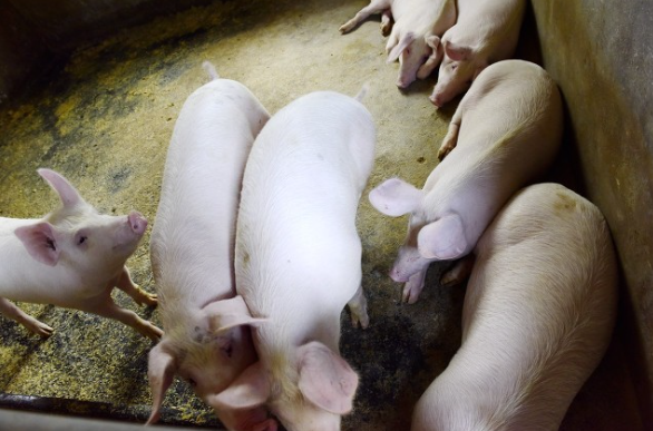 “现在养猪的人少了”，疫情下的养猪业仍然是风口？