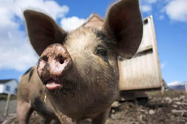 2月27日全国生猪价格土杂猪报价表，今日全国土杂猪总体高位缓涨