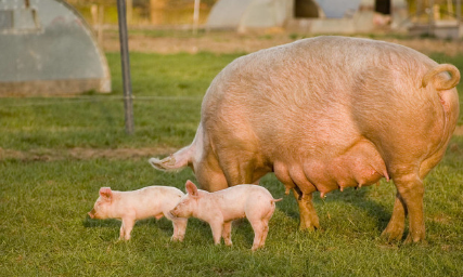 集团规模猪场培训后，常见产房母猪问题解答汇总（1）