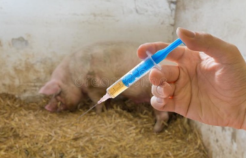 母猪打抗生素
