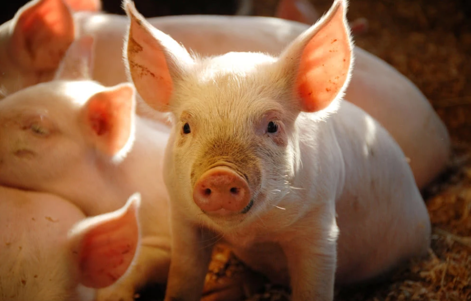 统计局：2019年猪肉产量4255万吨 下降21.3%