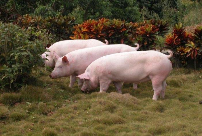 2月28日全国各地区种猪价格报价表，河南省长葛市种猪价格均价维持在2900元每头！