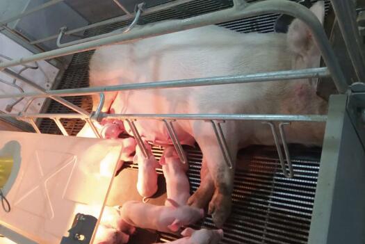 分娩舍内母猪为仔猪哺乳