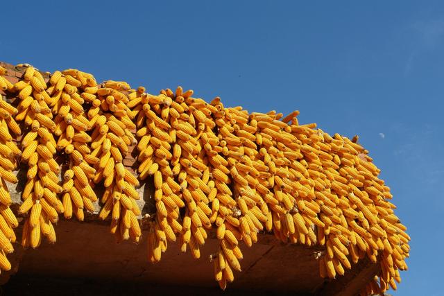 2月29日全国玉米价格行情表，玉米市场继续保持整体企稳、局地涨跌波动态势！
