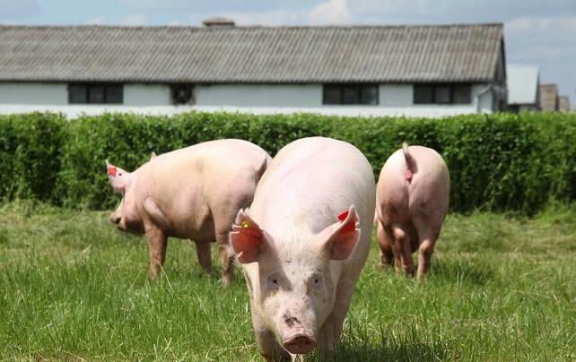 2月29日全国生猪价格土杂猪报价表，今日土杂猪整体持续下跌，但跌幅有所减小！