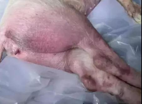 猪附红细胞体病