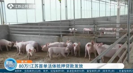 1109头生猪贷了80万元！江苏首单活体抵押贷款发放