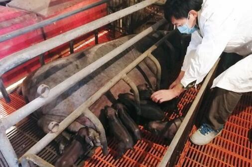 青岛胶州：积极落实复工复产政策，保障生猪供应“不掉链”