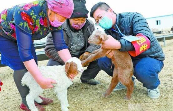 新疆：重点保供涉牧企业产能已恢复七成 肉蛋奶供应有保障