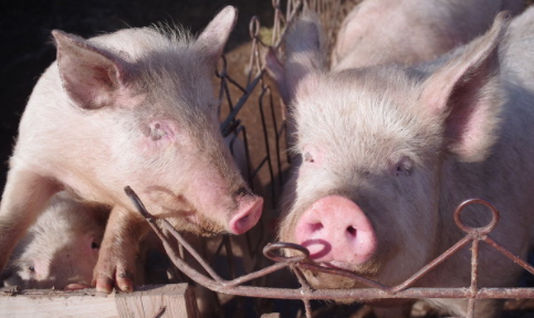 海南省农业农村厅关于印发海南省2020年引进省外能繁母猪和仔猪补贴项目实施方案的通知