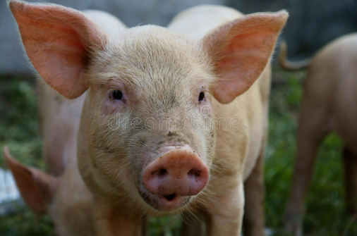 年出栏万头肥猪可获100万元，江苏出台“新九条”促进恢复市生猪生产