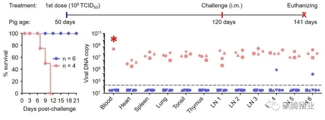 七基因缺失疫苗HLJ/18-7GD免疫对非洲猪瘟病毒强毒株致死性攻击提供完全保护