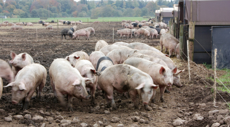 3月4日全国生猪价格土杂猪报价表，今日土杂猪上涨地区明显增多，其中天津上涨最为明显！