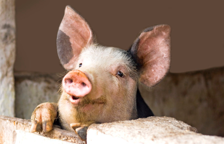 江苏：苏州发布九条政策加快生猪生产恢复
