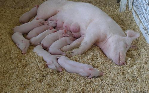 正在分娩的母猪